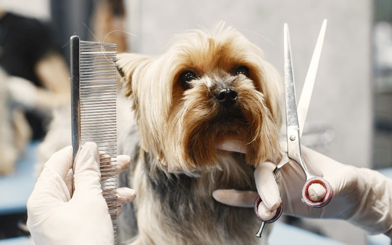Bano-y-retoque-servicios-perros-manuela-pets-spa-peluqueria-canina