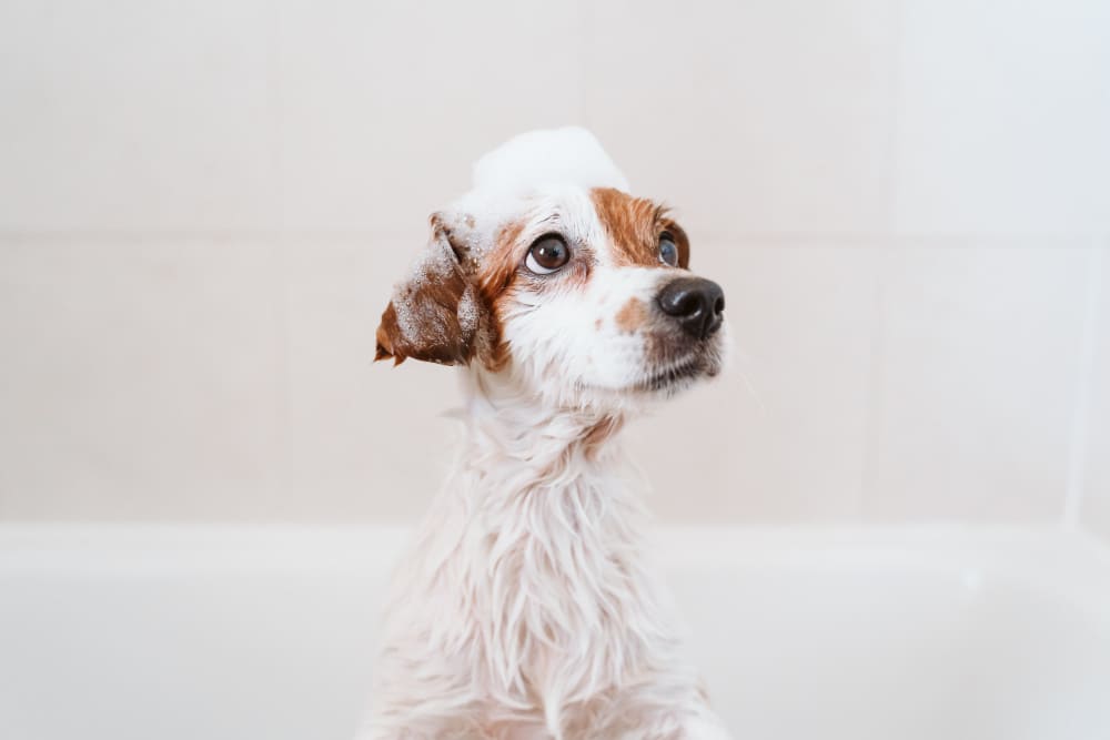 ozonoterapia servicios perro manuela pets